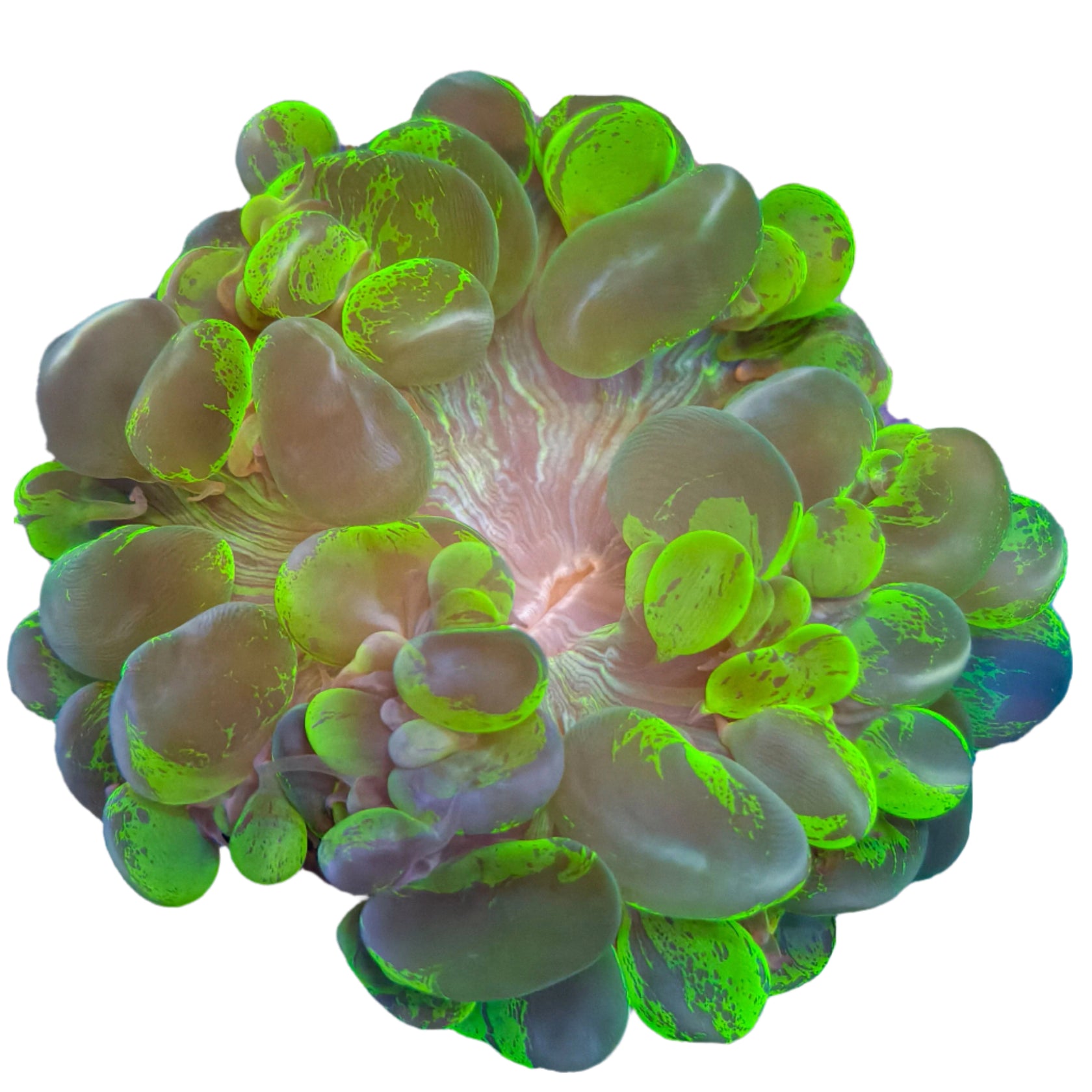 WYSIWYG Bubble Coral - Electric Green - 031325 - P1-B