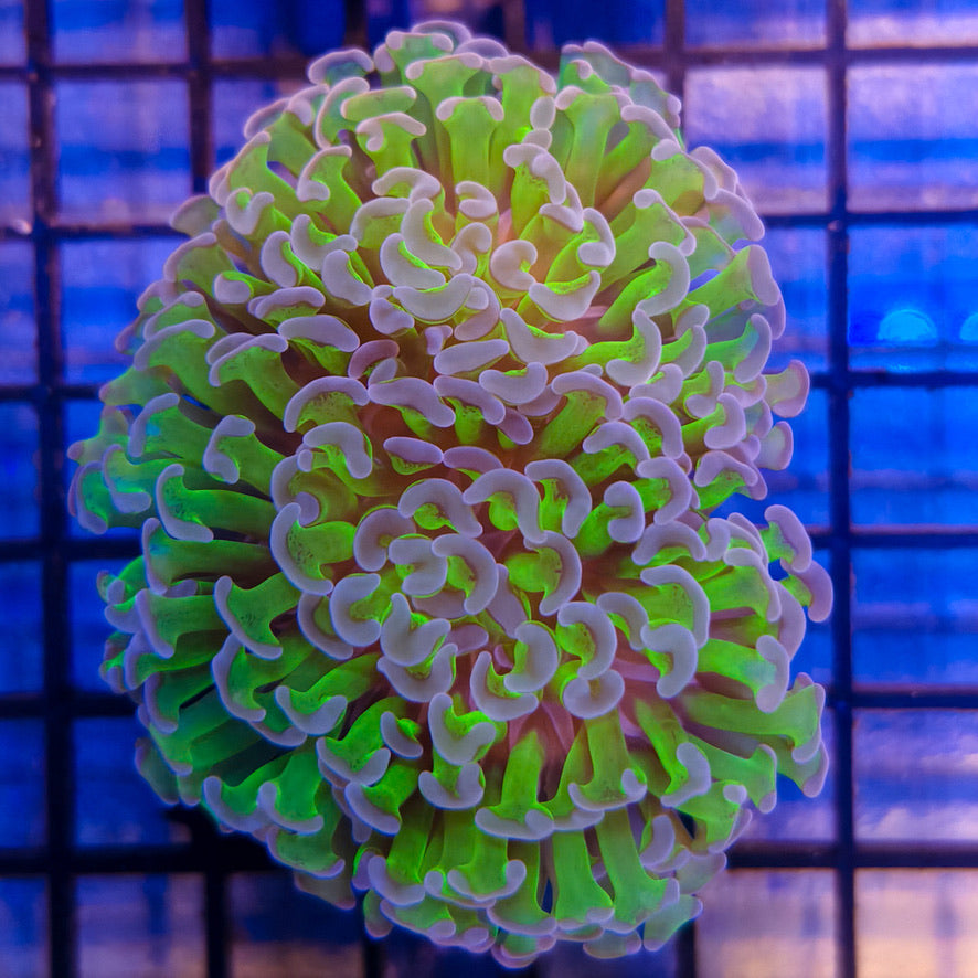 WYSIWYG Hammer Coral 020625H2-1-A