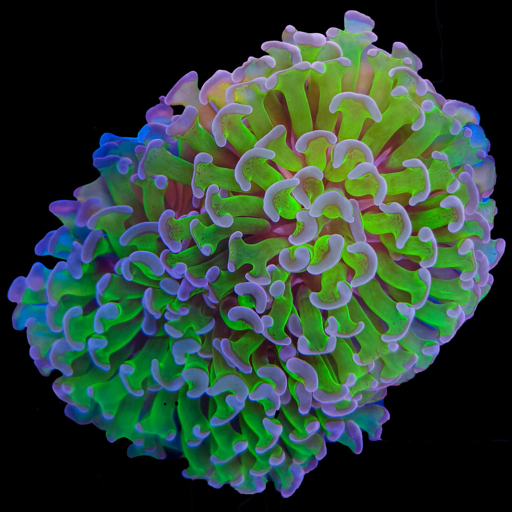 WYSIWYG Purple Tip Hammer Coral Marine Concept Supply