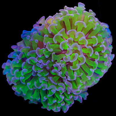 WYSIWYG Purple Tip Hammer Coral Marine Concept Supply