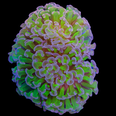 WYSIWYG Purple Tip Hammer Coral Marine Concept Supply
