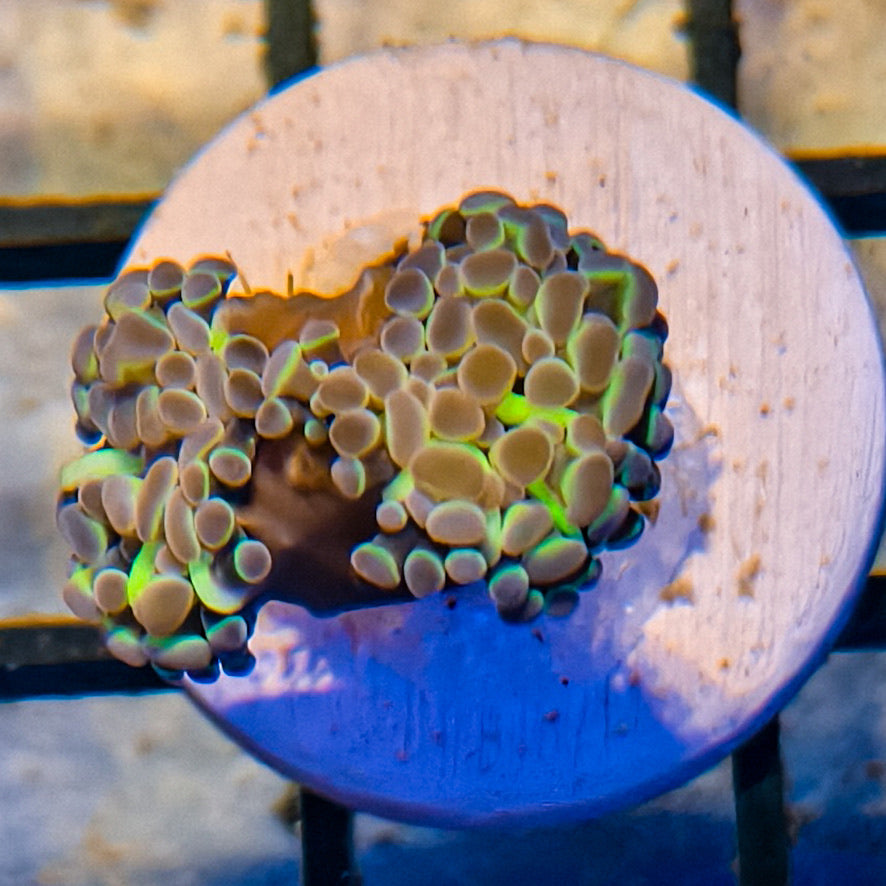 WYSIWYG Hammer Coral Hologram 021325HH11-1-A