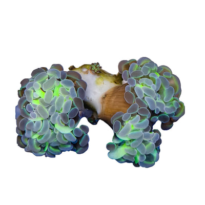 WYSIWYG Hologram Hammer Coral Marine Concept Supply