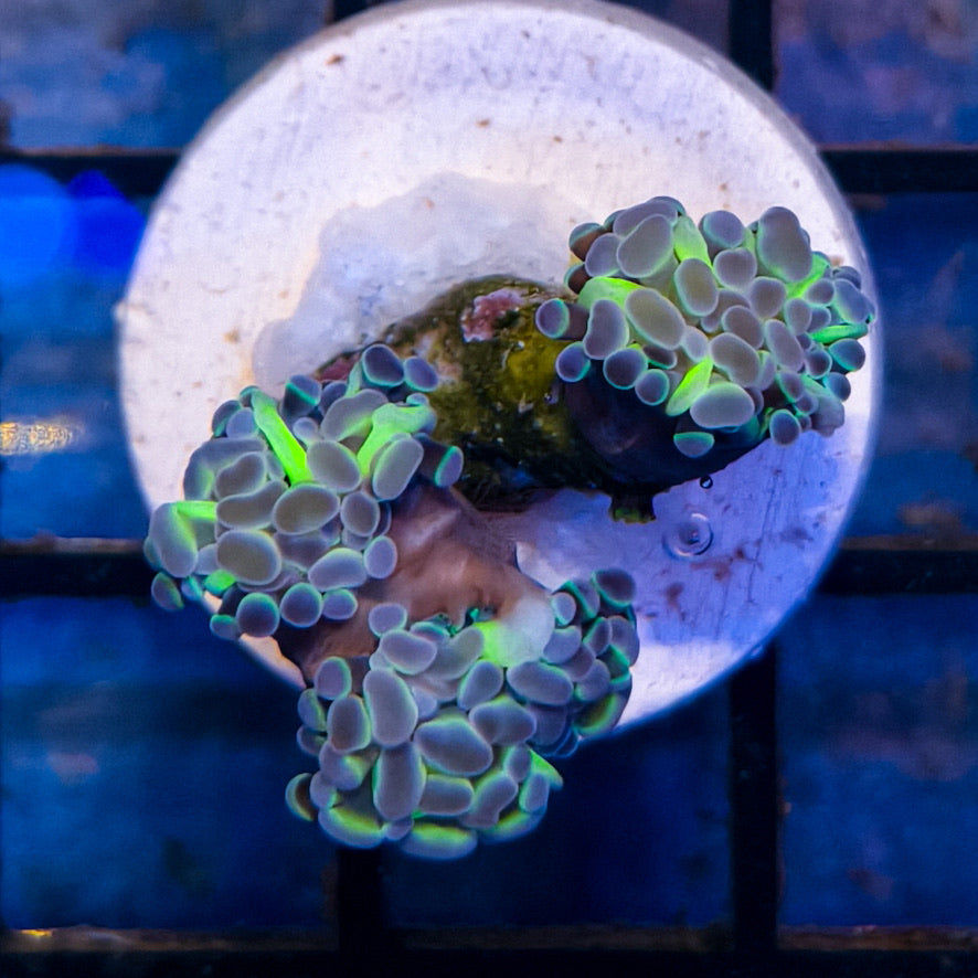 WYSIWYG Hammer Coral Hologram 021325HH11-3-A