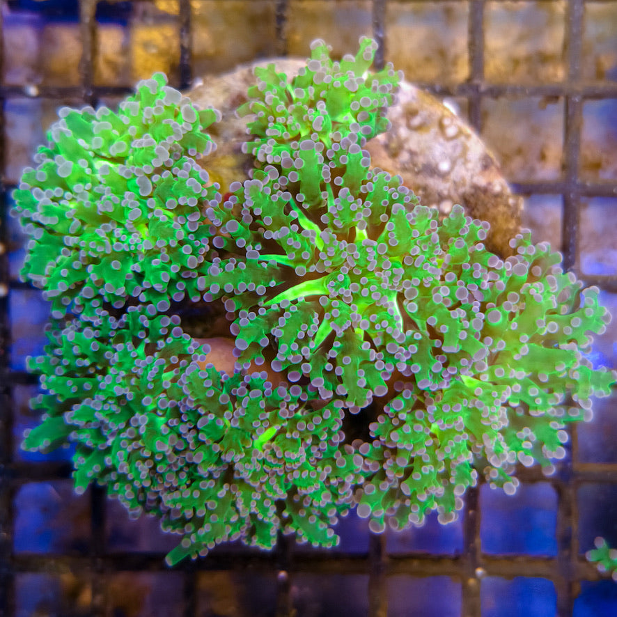 WYSIWYG Purple Tip Frogspawn 022025 F4-A