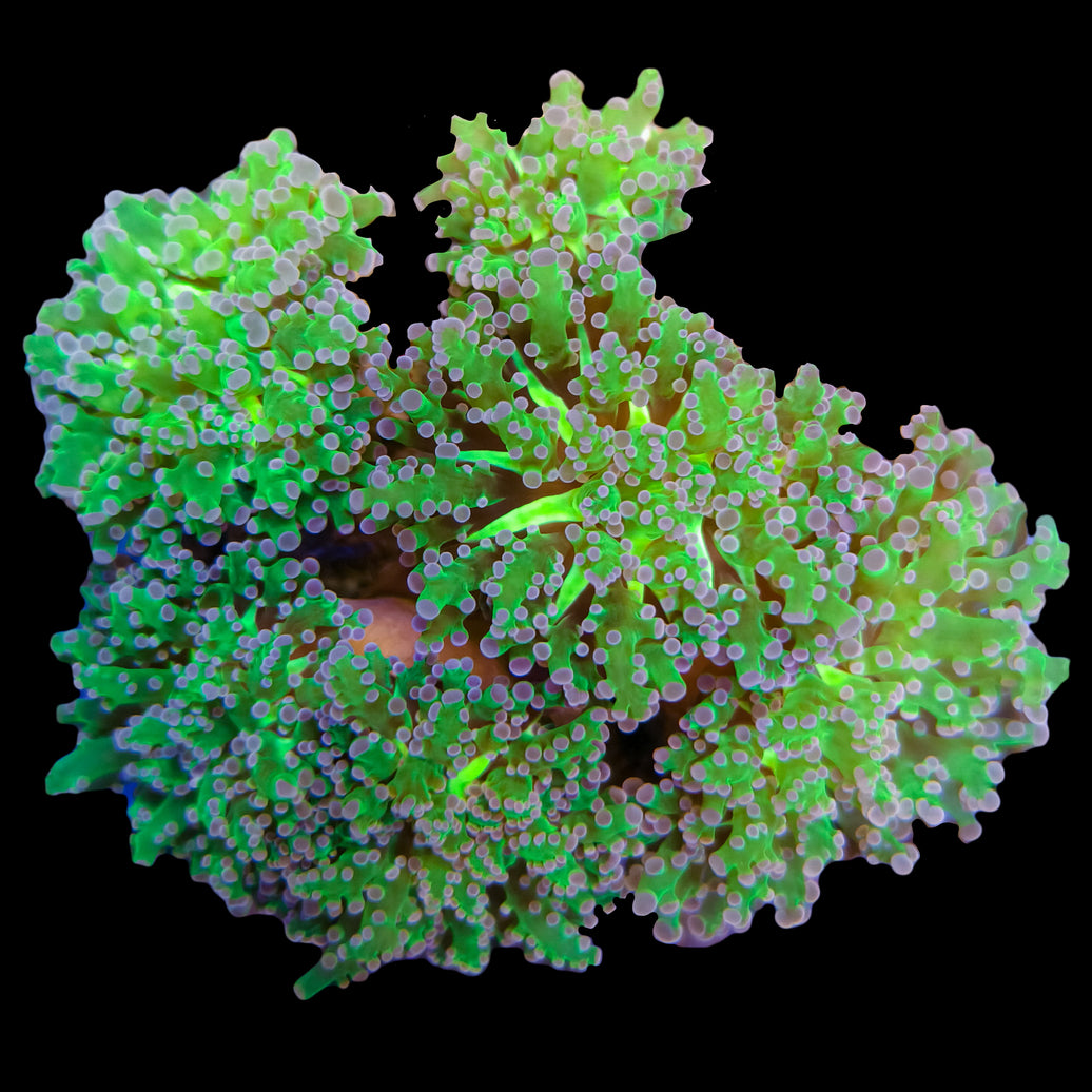 WYSIWYG Purple Frogspawn Coral Colony Marine Concept Supply