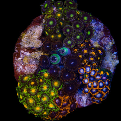 WYSIWYG Zoanthid Coral Garden Marine Concept Supply
