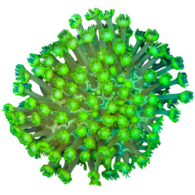 Green Goniopora flowerpot coral with bright green flowing polyps