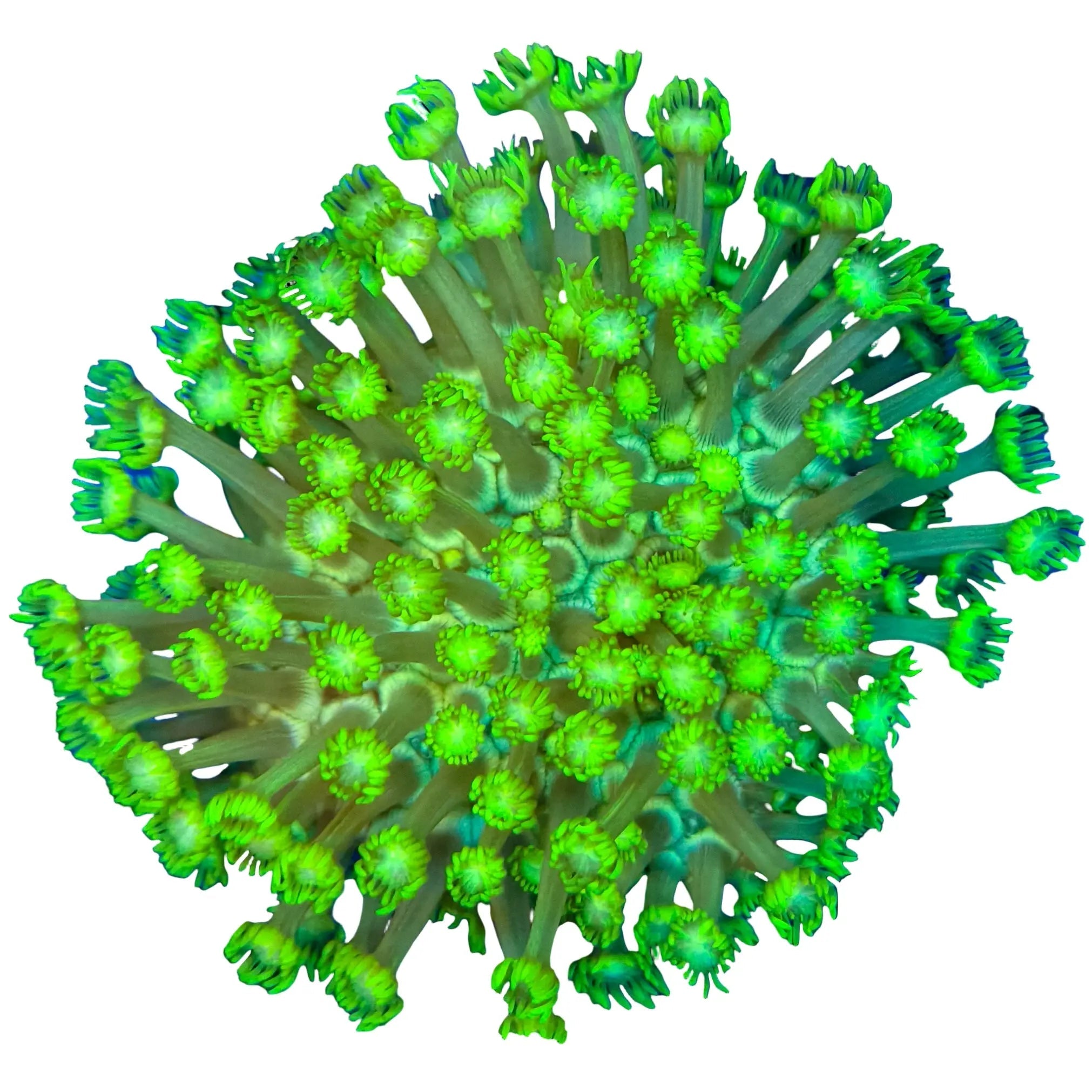 Green Goniopora flowerpot coral with bright green flowing polyps