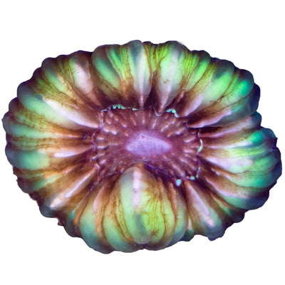 Joker Cynarina coral (Cynarina lacrymalis) with vibrant green, red, and purple coloration