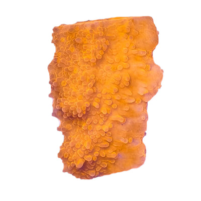 SPS-Coral-For-Sale Marine Concept Supply