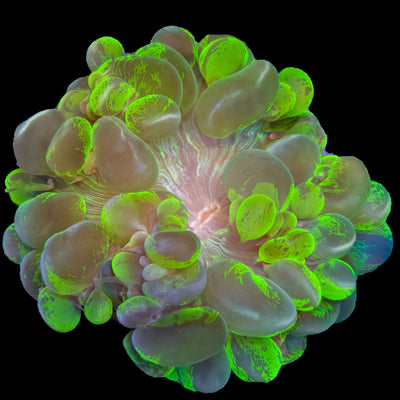 Live-Coral-For-Sale Marine Concept Supply