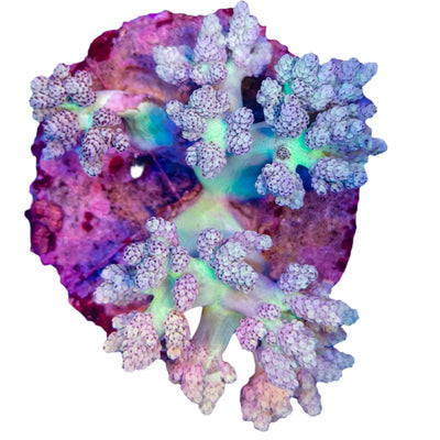 Live-Coral-For-Sale-WYSIWYG Marine Concept Supply