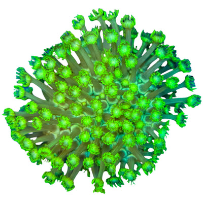 Staff-Pick-Live-Coral-for-sale Marine Concept Supply