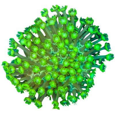 Staff-Pick-Live-Coral-for-sale Marine Concept Supply