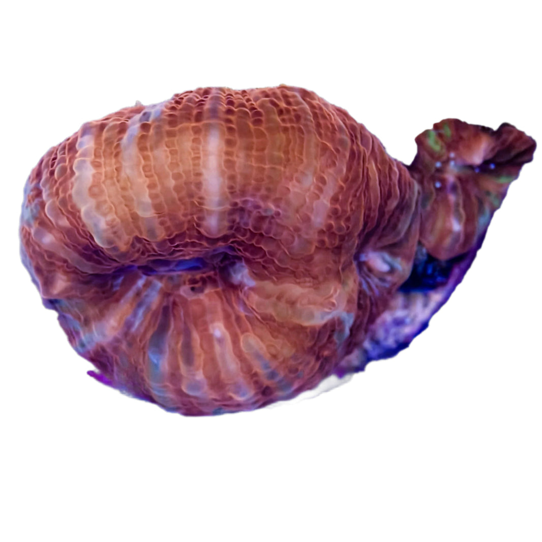 image AcanBowerbankiFrag1-B