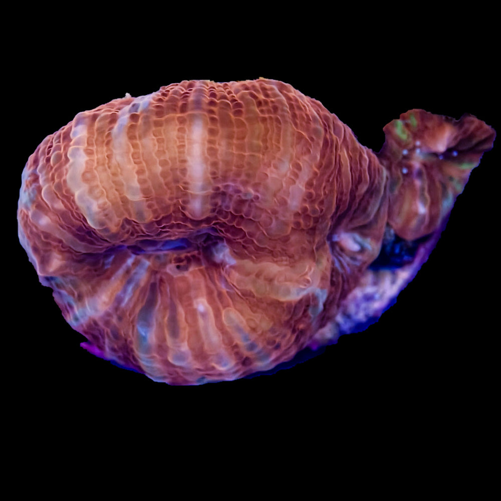 WYSIWYG Acan Bowerbanki Frag Coral Marine Concept Supply