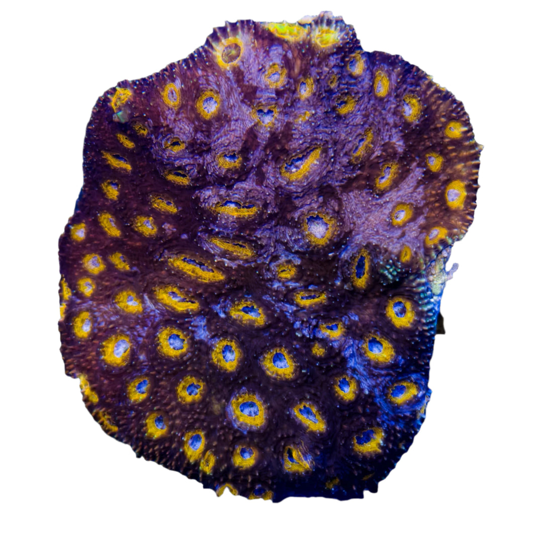 image Acanthastrea Echinata1-B
