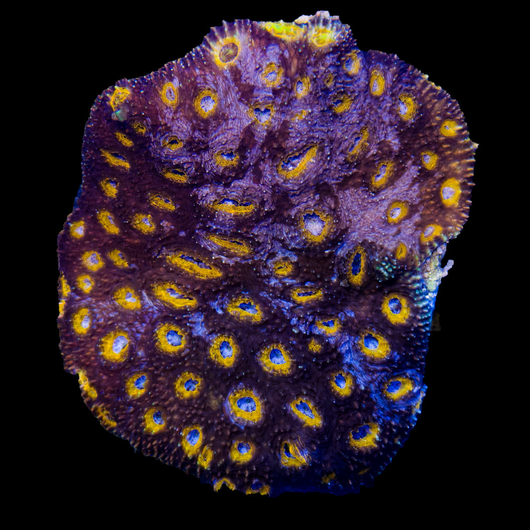 WYSIWYG Acan Echinata Coral Marine Concept Supply