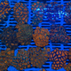 Acanthastrea Lordhowensis - Acan Lord - A Grade