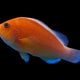 Amphiprion Akallopisos - Orange Skunk Clown