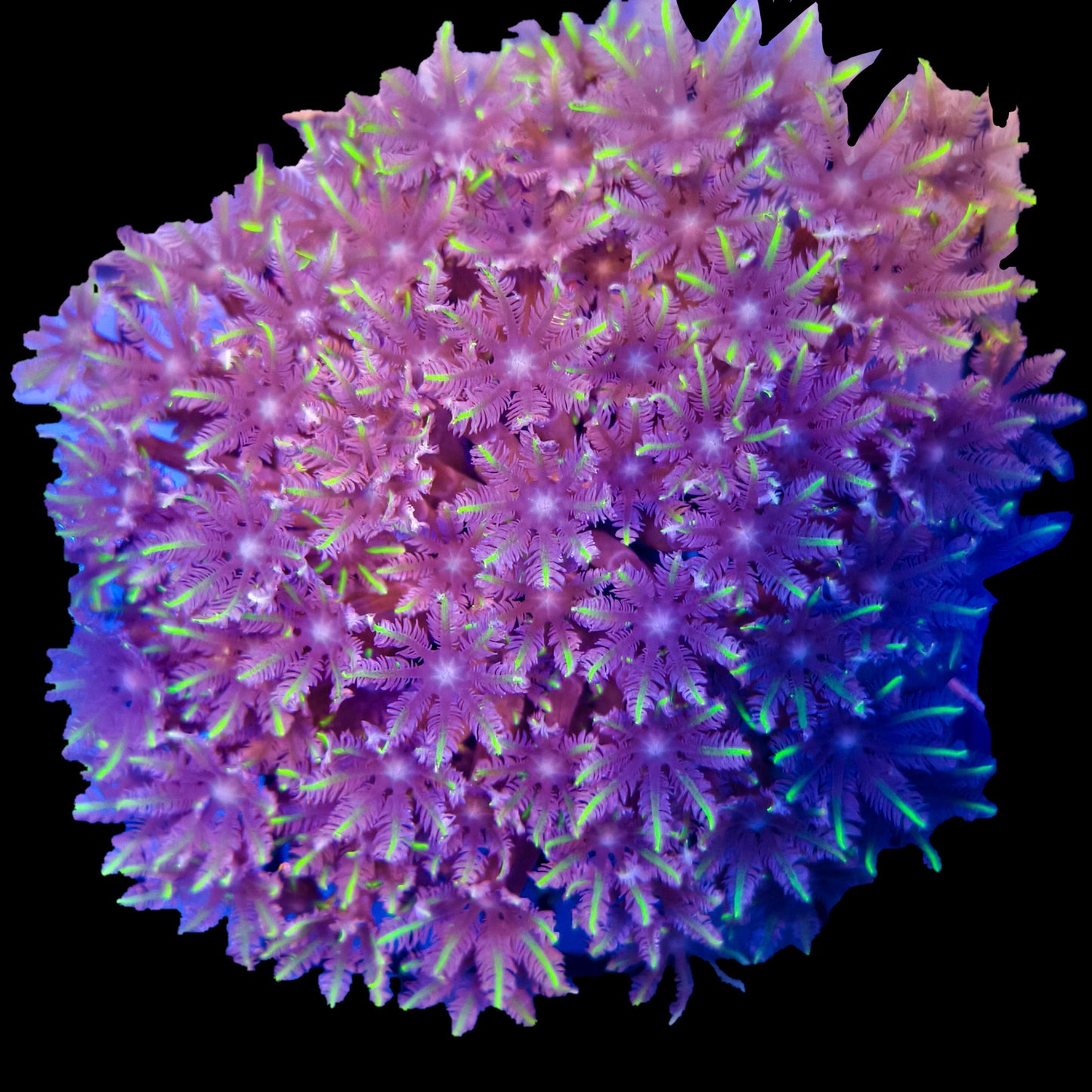 C Clavularia - Green Clove Polyp Coral 1