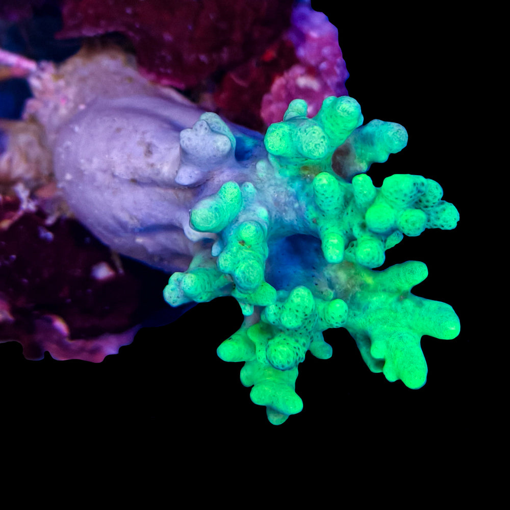 WYSIWYG Green Sinularia Coral Marine Concept Supply