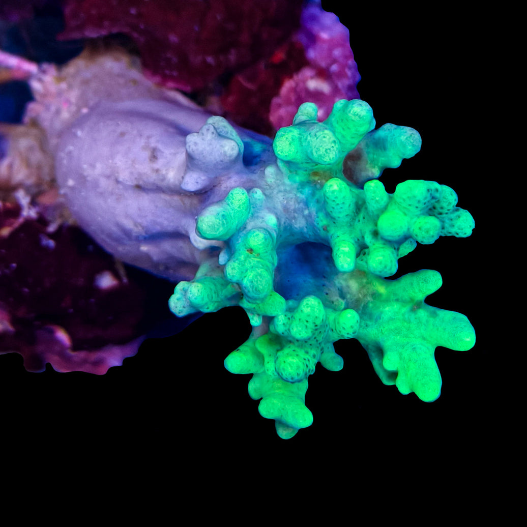 WYSIWYG Green Sinularia Coral Marine Concept Supply