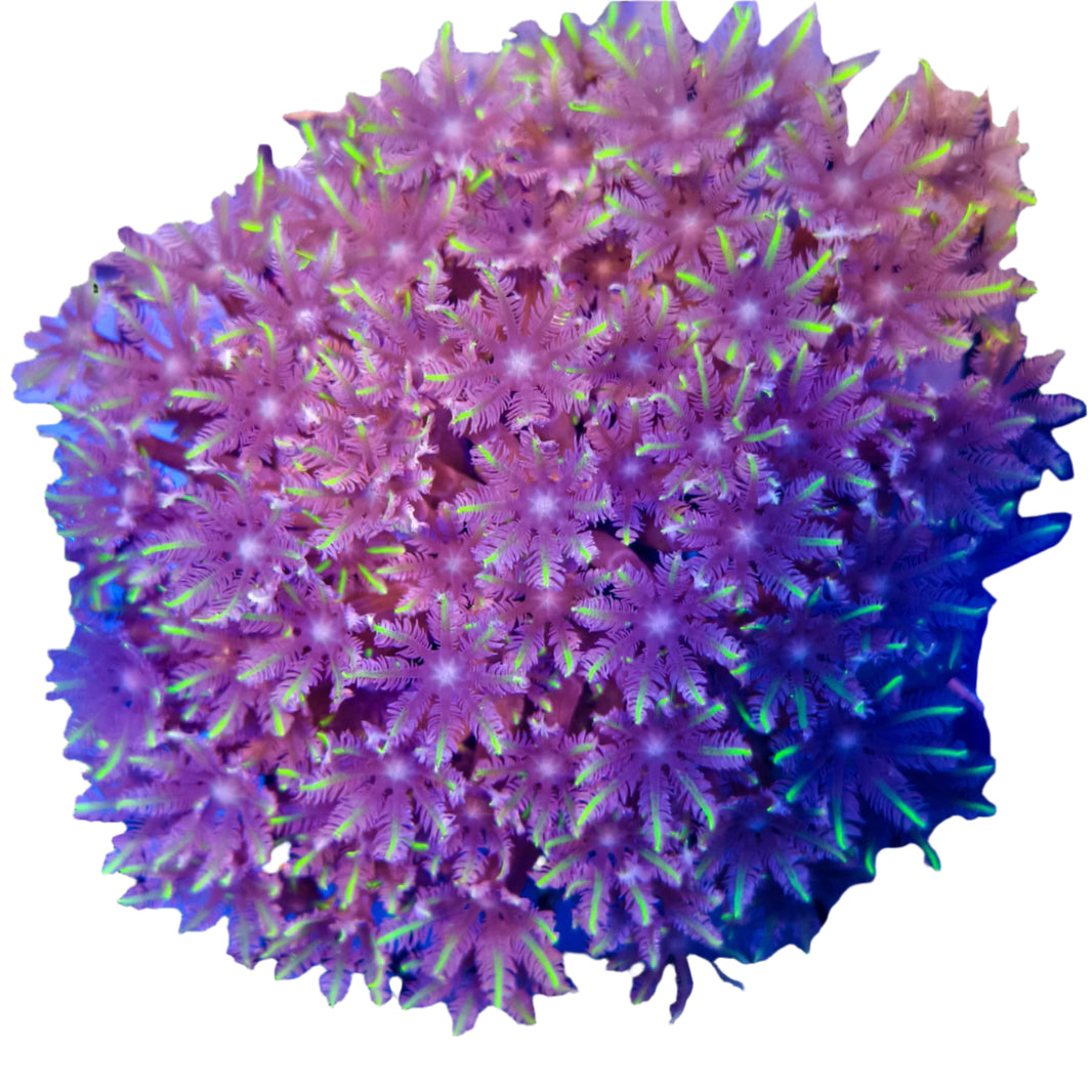 image C Clavularia - Green Clove Polyp Coral 1-B