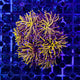 C Euphyllia Glabrescens - 24K Gold Torch