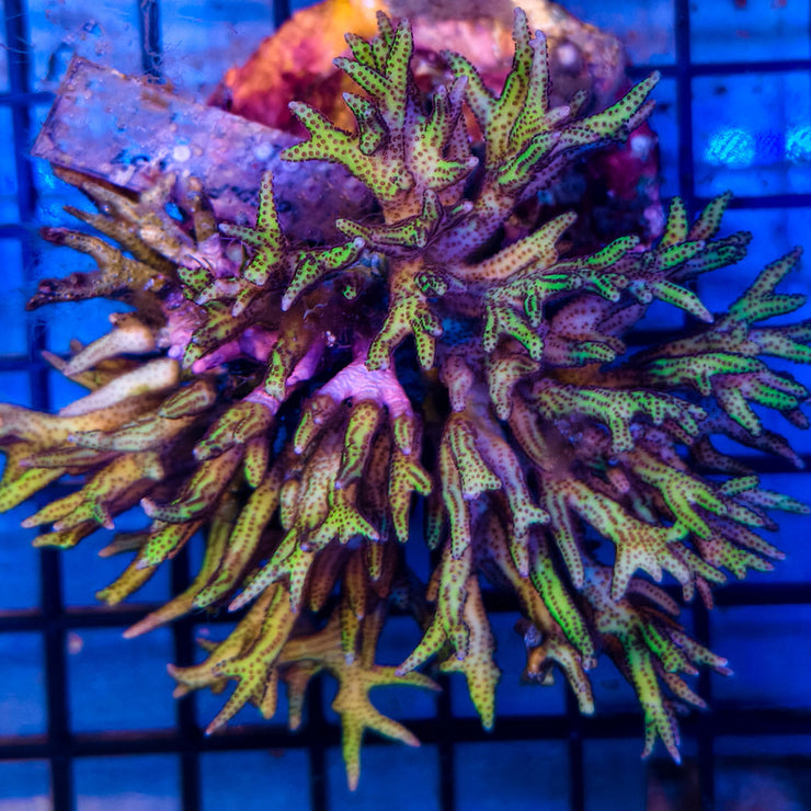 C Seriatopora Hystrix Pink Bird Nest 1-A