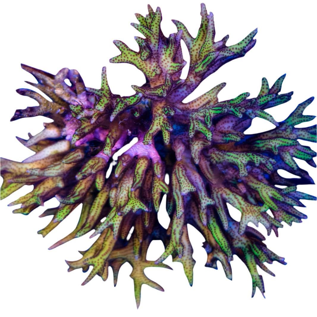 image C Seriatopora Hystrix Pink Bird Nest 1-B