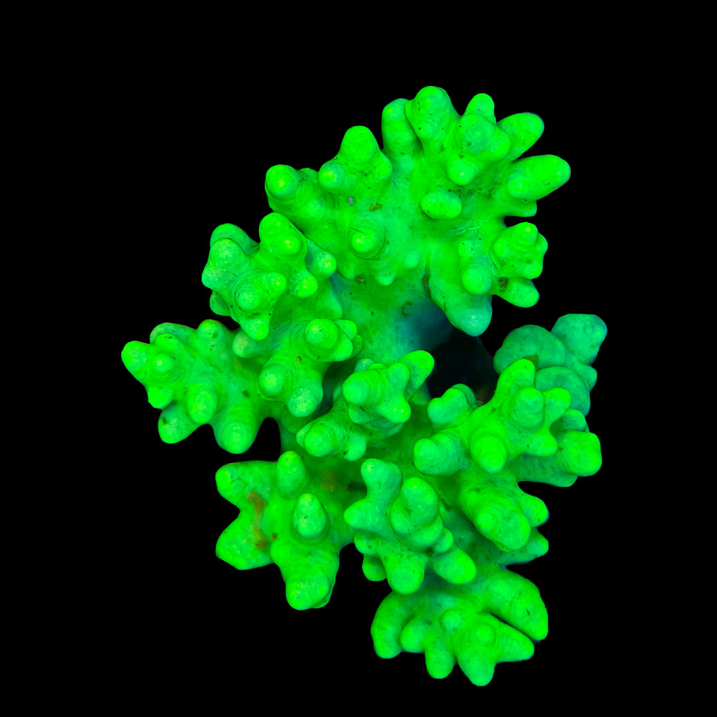 WYSIWYG Green Sinularia Coral Marine Concept Supply