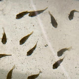 Carinotetraodon Travancoricus - Pea Puffer