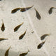 Carinotetraodon Travancoricus - Pea Puffer