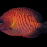 Centropyge Bispinosus - Coral Beauty Angel
