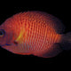 Centropyge Bispinosus - Coral Beauty Angel