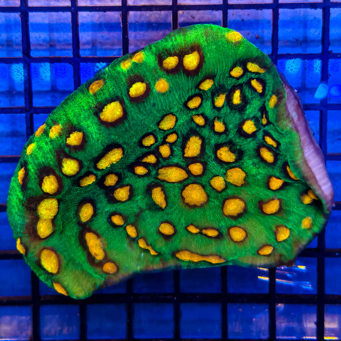 Chalice Coral 1-A