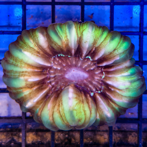 Cynarina Lacrymalis - 2 Color 1-A