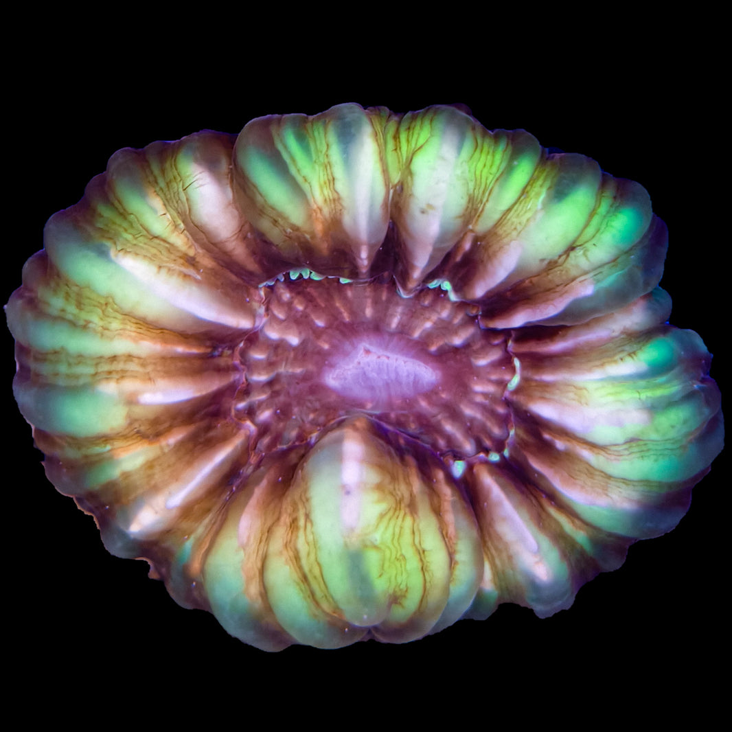 WYSIWYG Joker Cynarina Coral Marine Concept Supply