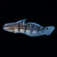 Dragon Goby 3-4"