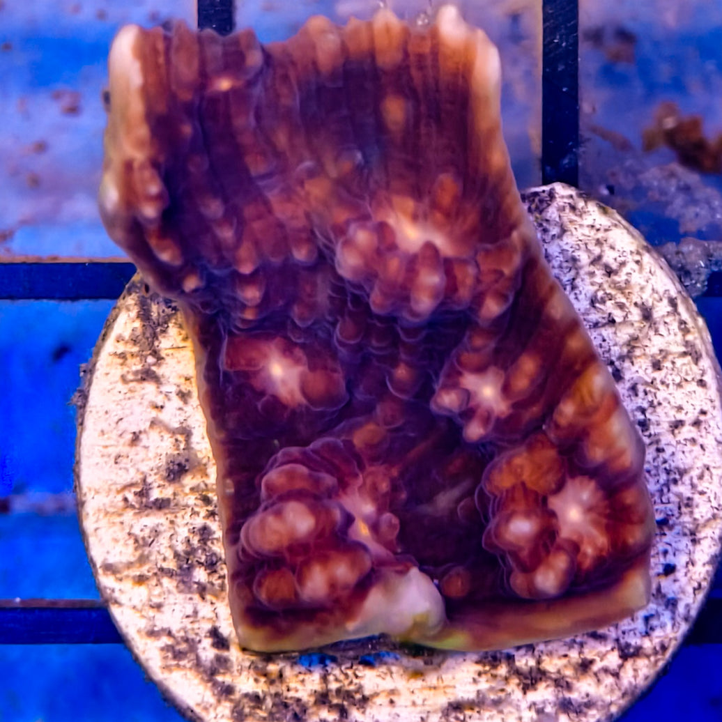 Echinophyllia1-A