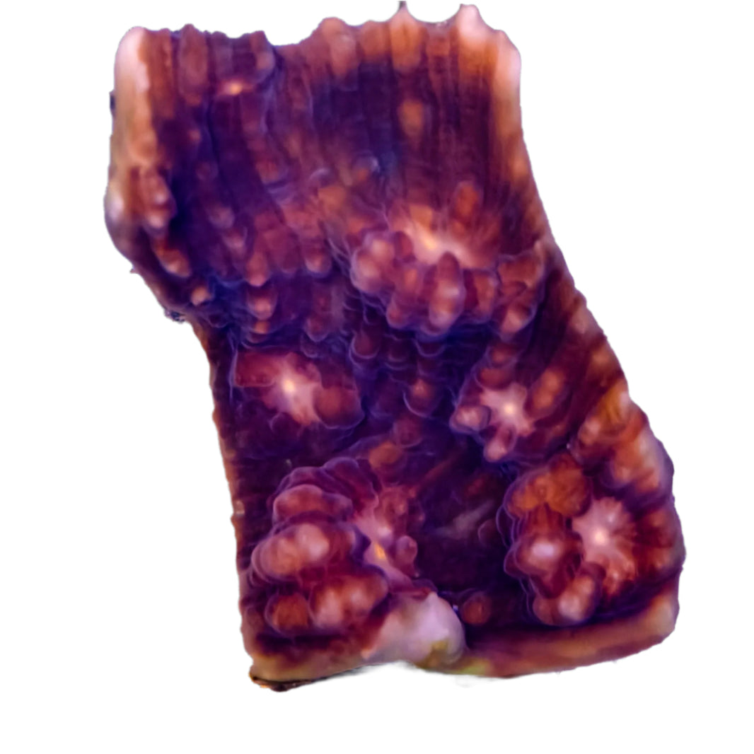image Echinophyllia1-B