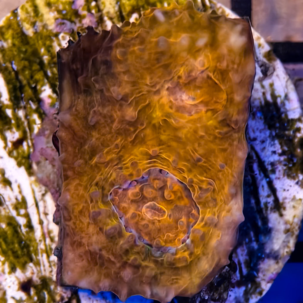 Echinophyllia2-A