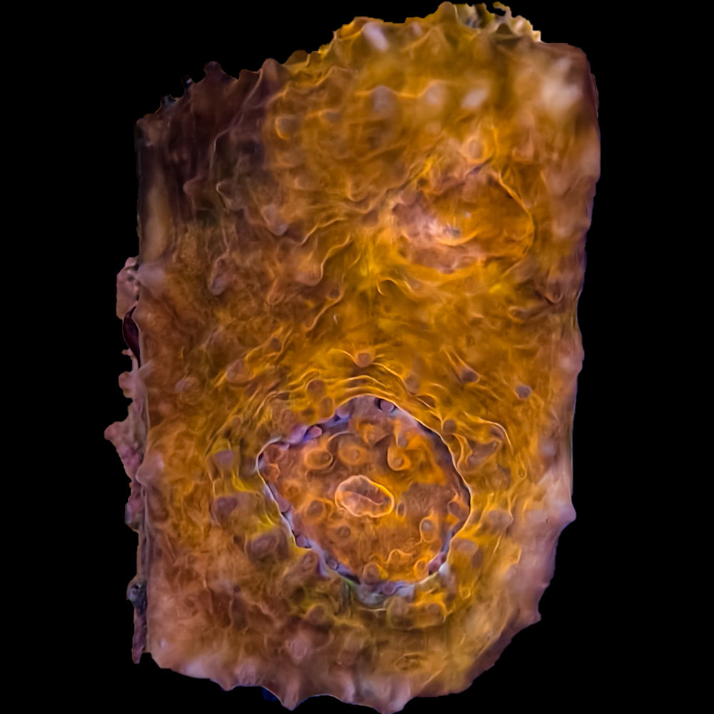 WYSIWYG Panther Stripe Echinata Coral Marine Concept Supply