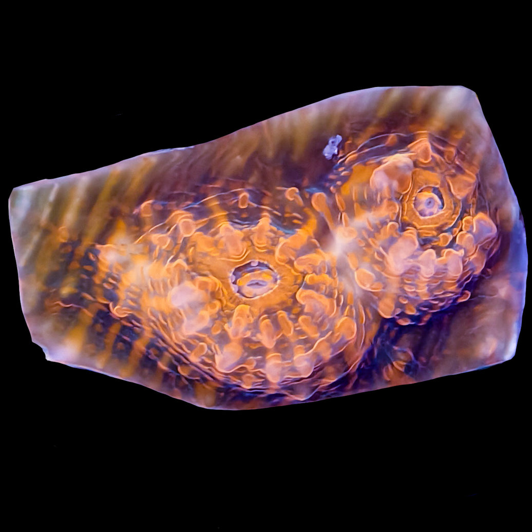 WYSIWYG Panther Stripe Echinata Coral Marine Concept Supply