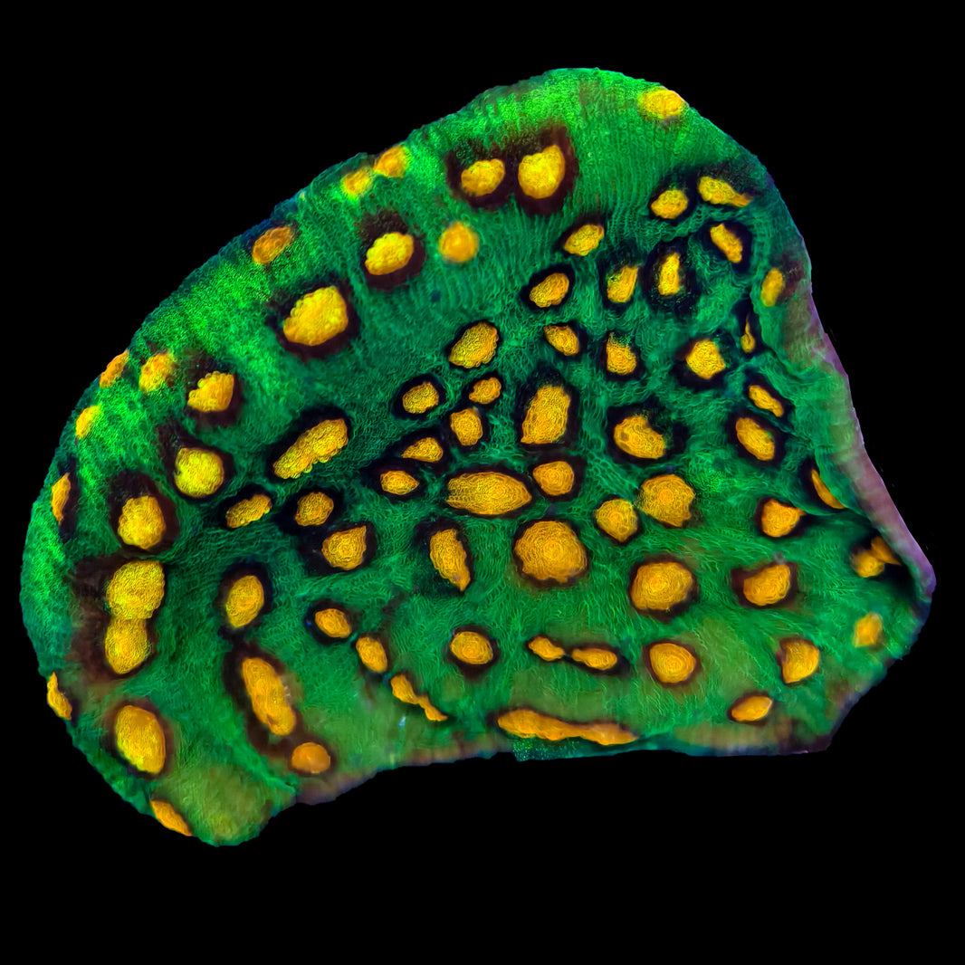 WYSIWYG Raja Rampage Chalice Coral Colony Marine Concept Supply