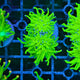 Euphyllia Glabrescens sp. - Cotton Candy Torch Frags