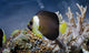 Chaetodontoplus Meredithi-False Personifer Angelfish 2-3"
