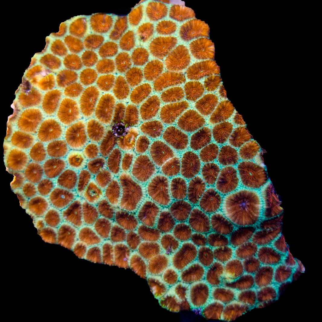 WYSIWYG Watermelon Favia Coral Marine Concept Supply